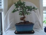 my bonsai 001.jpg