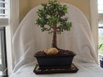 my bonsai 002.jpg