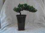 my bonsai 004.jpg