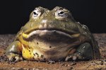 GiantAfricanBullfrog.jpg