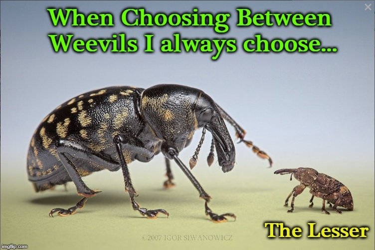 Compare the Weevil.jpg