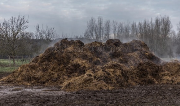 Pile of horse manure.jpg